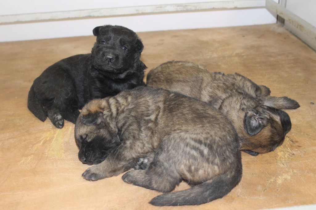 Les chiots de GANJA / FENOCK nés le 30 janvier 2017