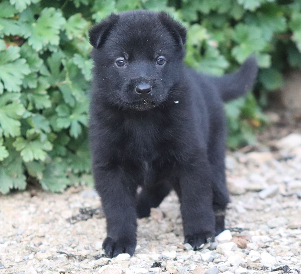 LES CHIOTS D'OTTAWA / IVAN NES LE 21 AOUT 2021