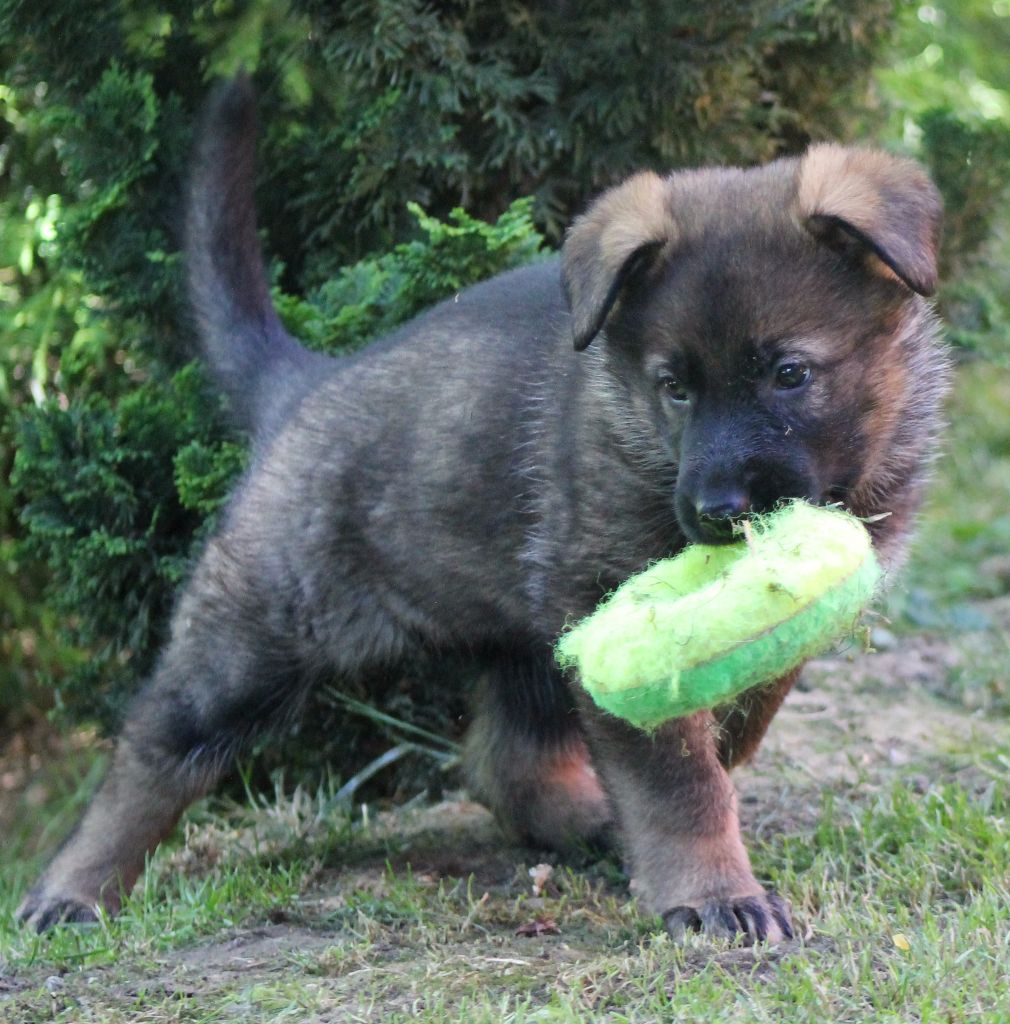 CHIOTS LEA / HAVANE NES LE 7 MAI 2017