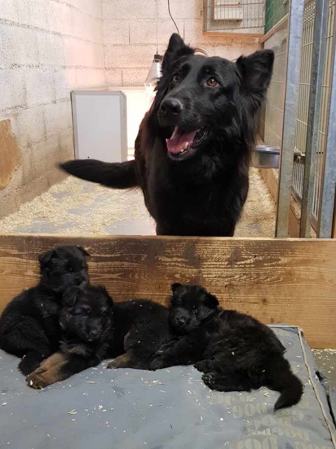 LES CHIOTS D'INDY / HUGO NES LE 3 NOVEMBRE 2020