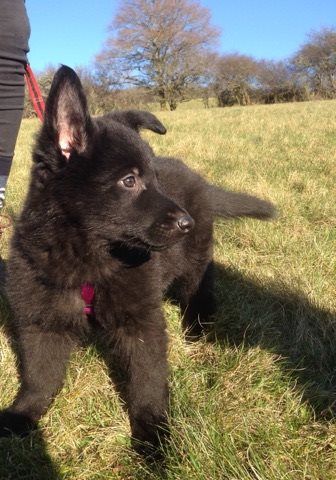 DEVENIR DES CHIOTS LEA / HAVANE NES LE 28 DECEMBRE 2017