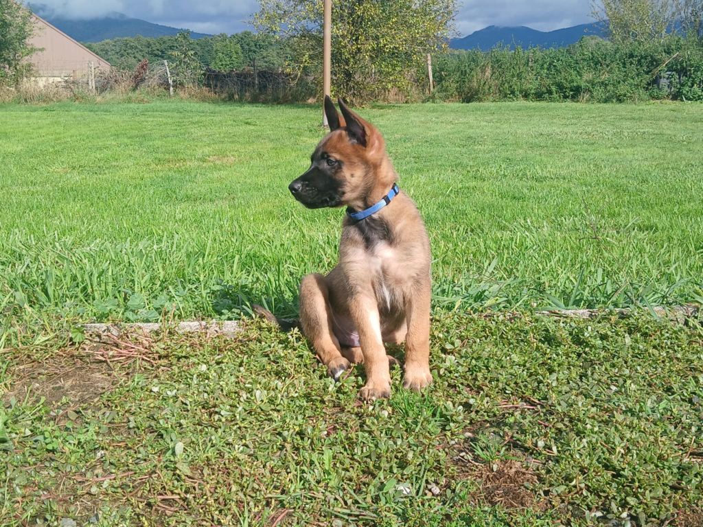 DEVENIR DES CHIOTS UTAH / NEO NES LE 13 JUILLET 2025