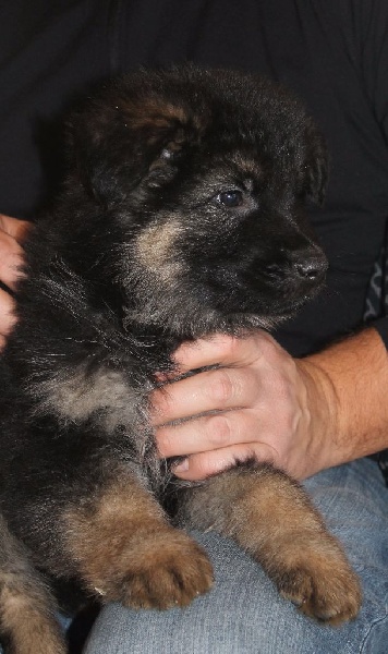 Les chiots d'INDY 30 décembre 2016 (8 semaines)