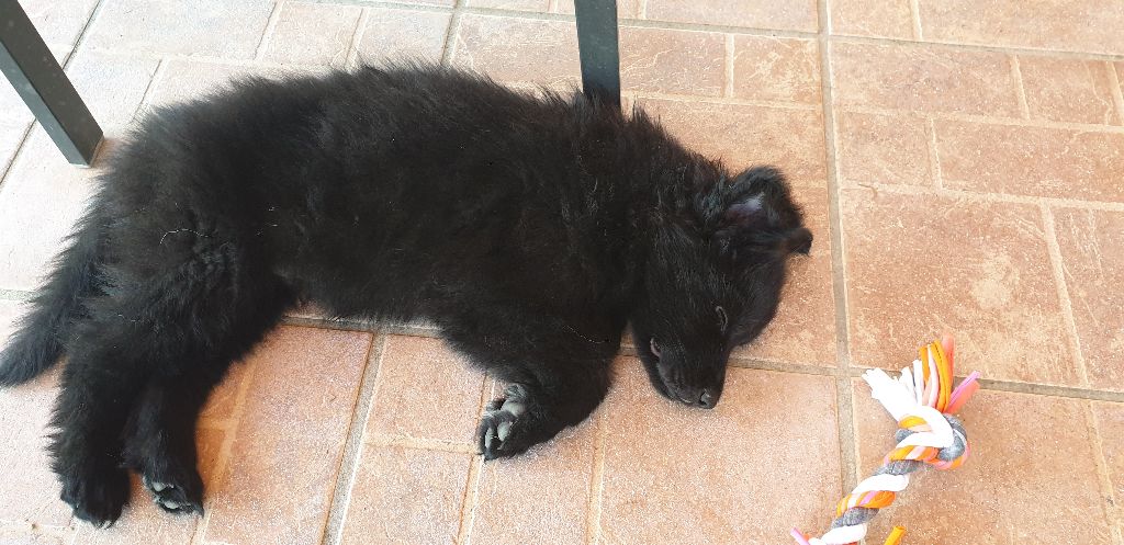DEVENIR DES CHIOTS INDY / HUGO NES LE 4 MARS 2020
