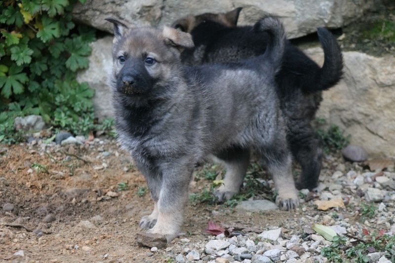 CHIOTS GANJA / ATON NES LE 20 OCTOBRE 2014