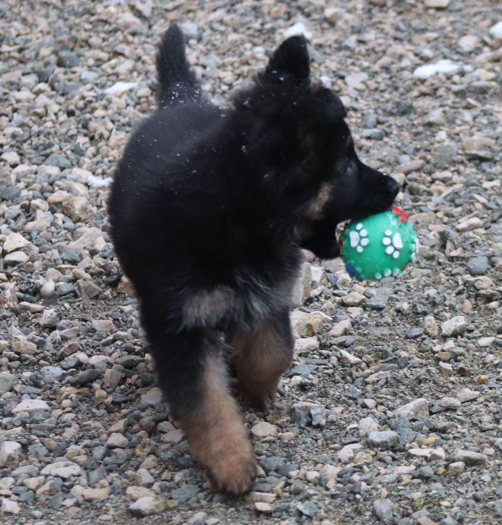 DEVENIR DES CHIOTS INDY / HUGO NES LE 3 NOVEMBRE 2020