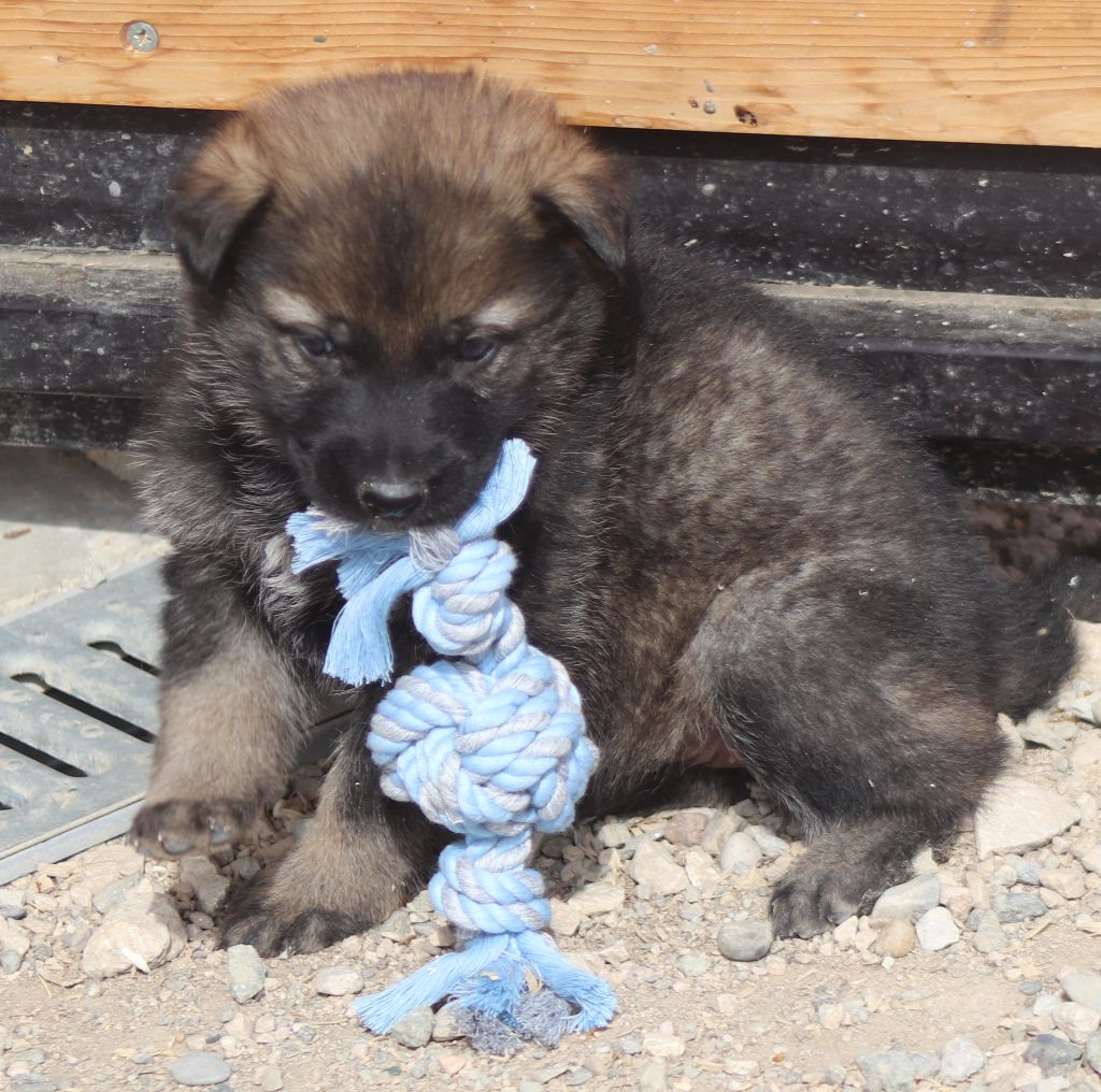LES CHIOTS DE LEA / POWOK NES LE 21 MARS 2022