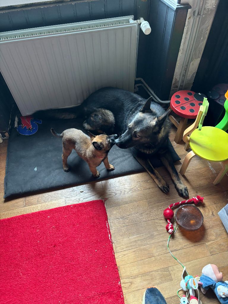 DEVENIR DES CHIOTS PUMA / OCTAVIUS NES LE 20 SEPTEMBRE 2023