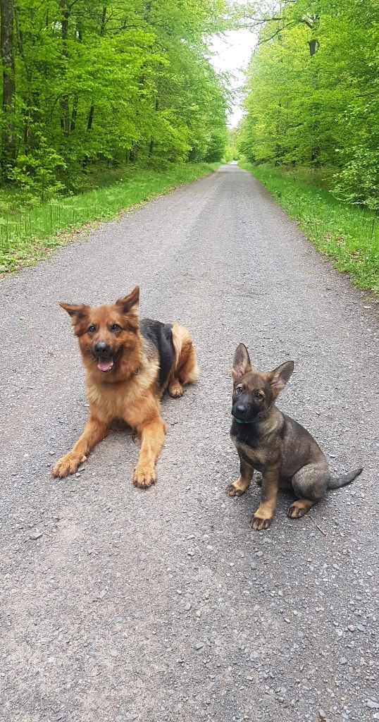 DEVENIR DES CHIOTS LEA / MEÏKO NES LE 18 MARS 2021