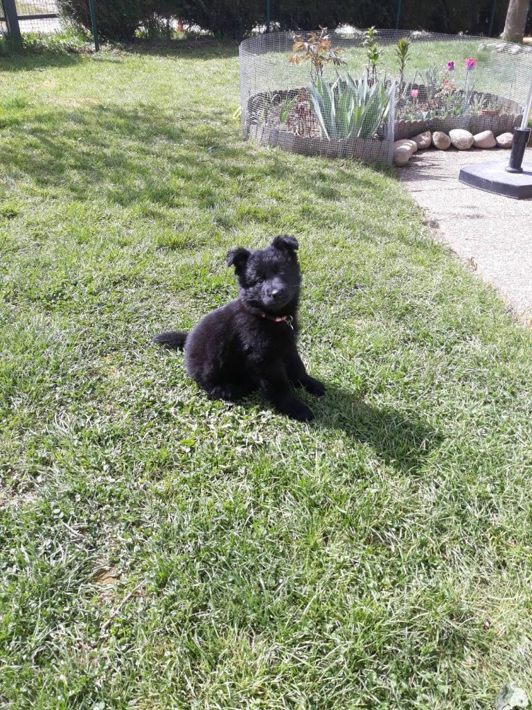 DEVENIR DES CHIOTS INDY / HUGO NES LE 19 FEVRIER 2019