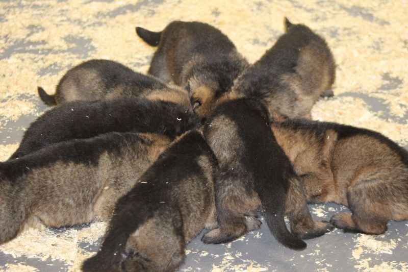 CHIOTS FAYA / ATON, nés le 20 avril 2015