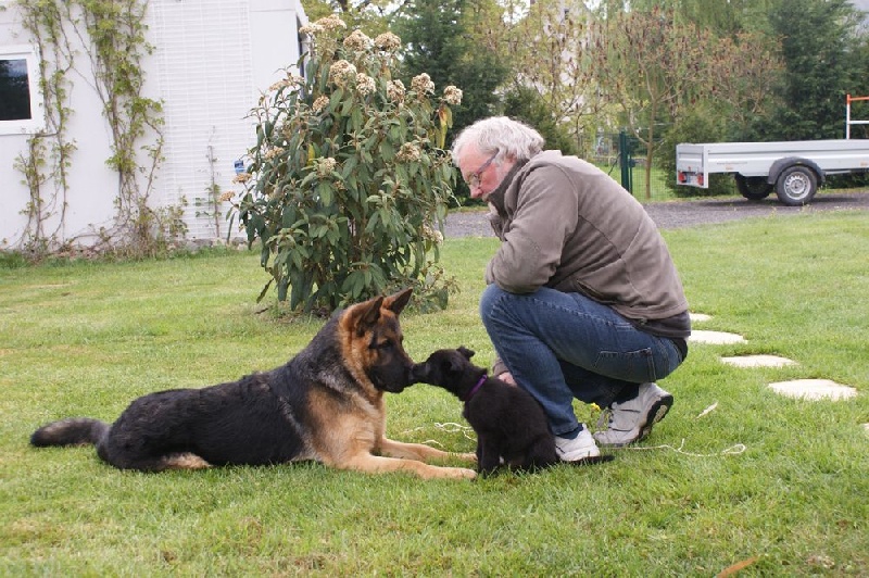 Devenir des chiots FAYA / ATON nés le 24 février 2014