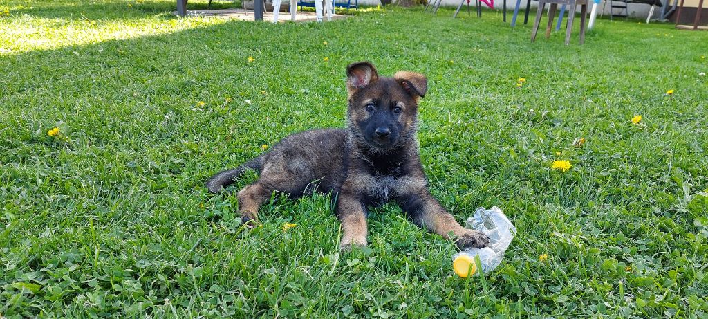 DEVENIR DES CHIOTS LEA / POWOK NES LE 21 MARS 2022