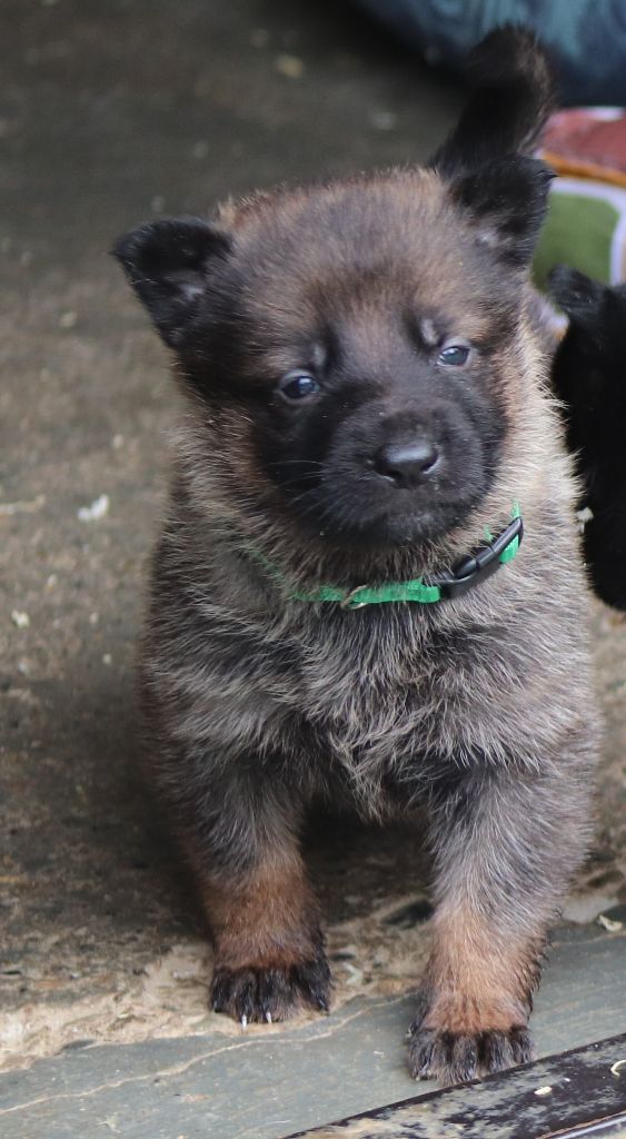 LES CHIOTS DE SAVANNAH - NIKITA / MAI 2024