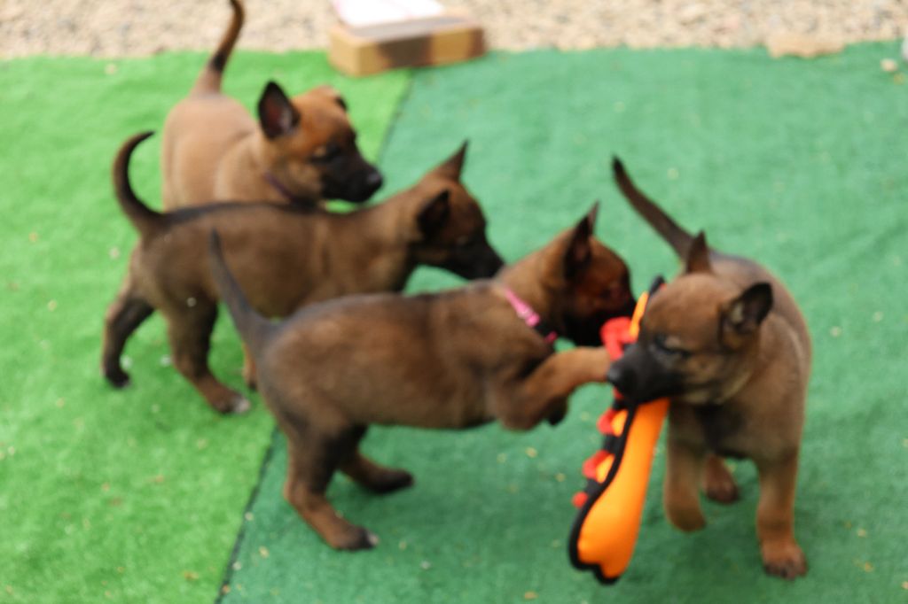 Du domaine saint loup - Chiots disponibles - Berger Belge