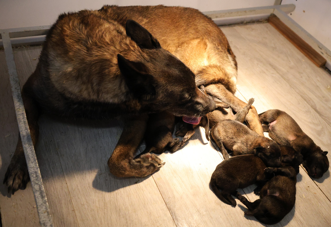 Du domaine saint loup - Chiots disponibles - Berger Belge