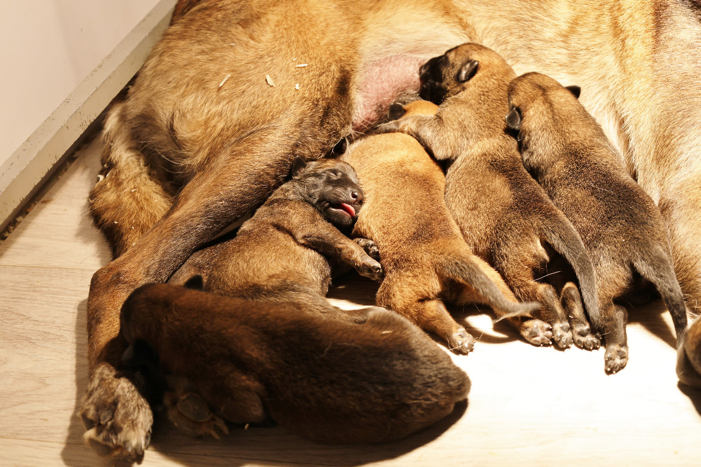 Du domaine saint loup - Chiots disponibles - Berger Belge