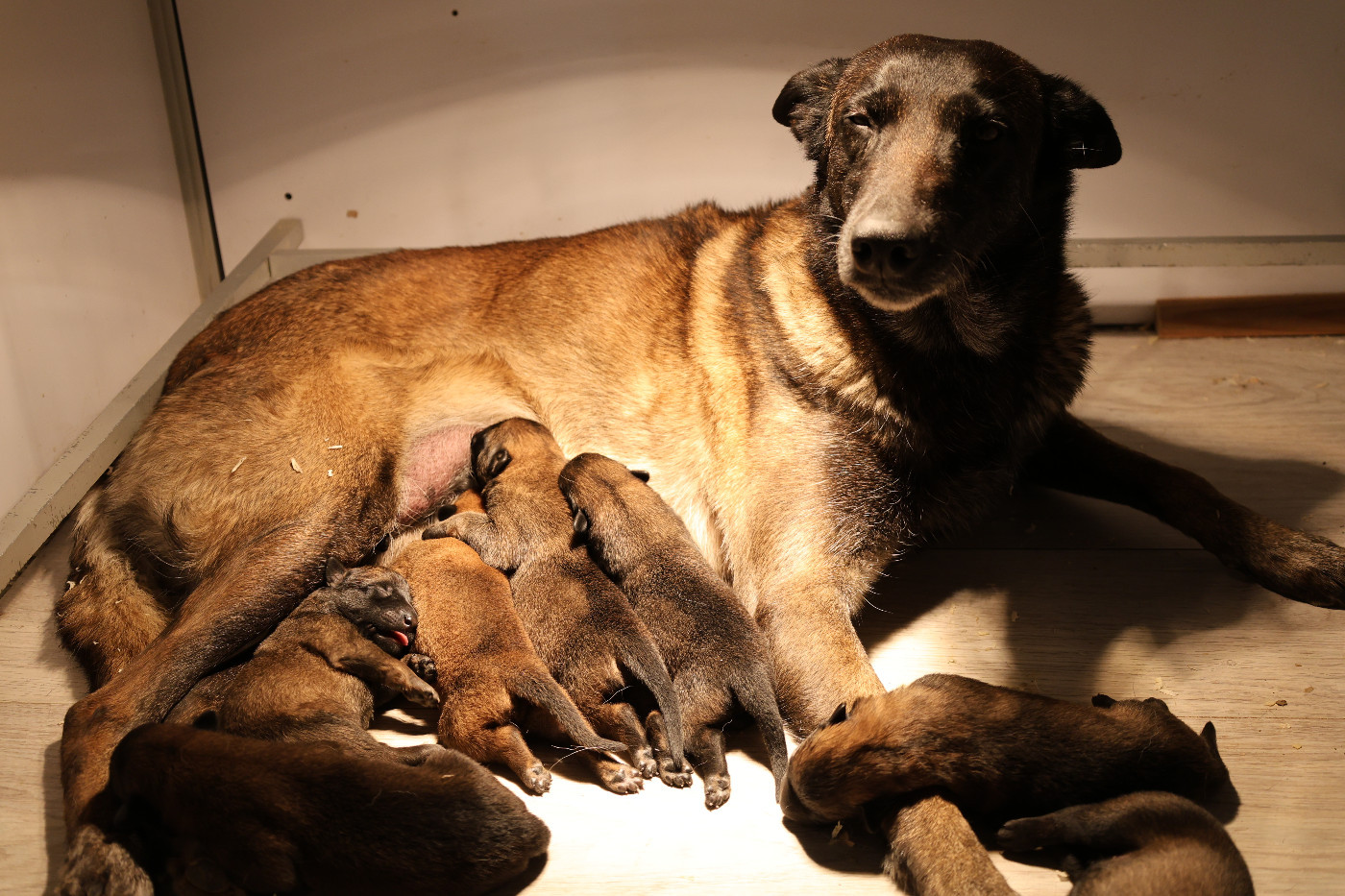 Du domaine saint loup - Chiots disponibles - Berger Belge