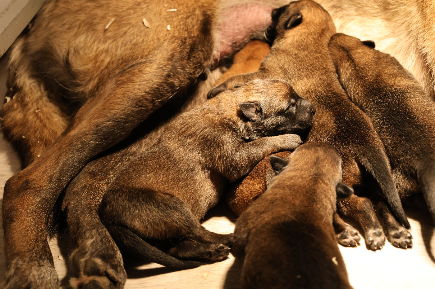 Du domaine saint loup - Chiots disponibles - Berger Belge