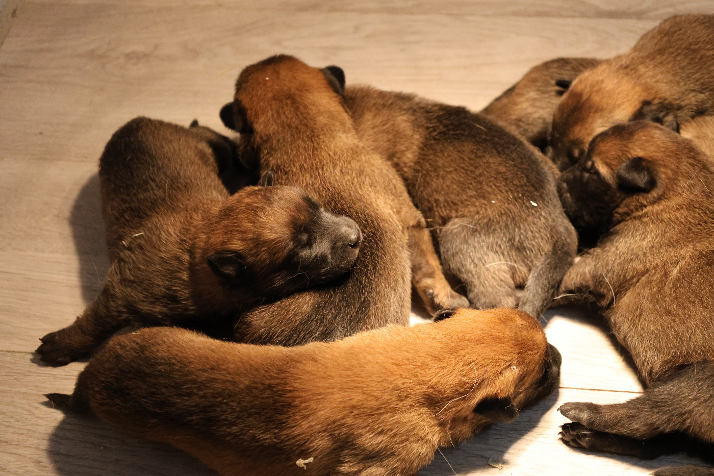 Du domaine saint loup - Chiots disponibles - Berger Belge