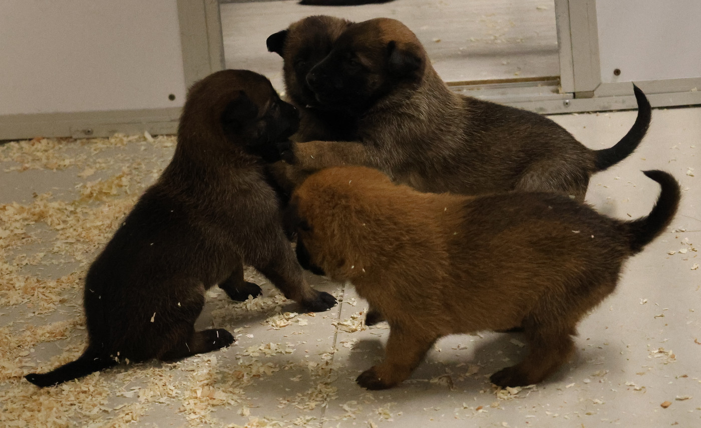 Du domaine saint loup - Chiots disponibles - Berger Belge