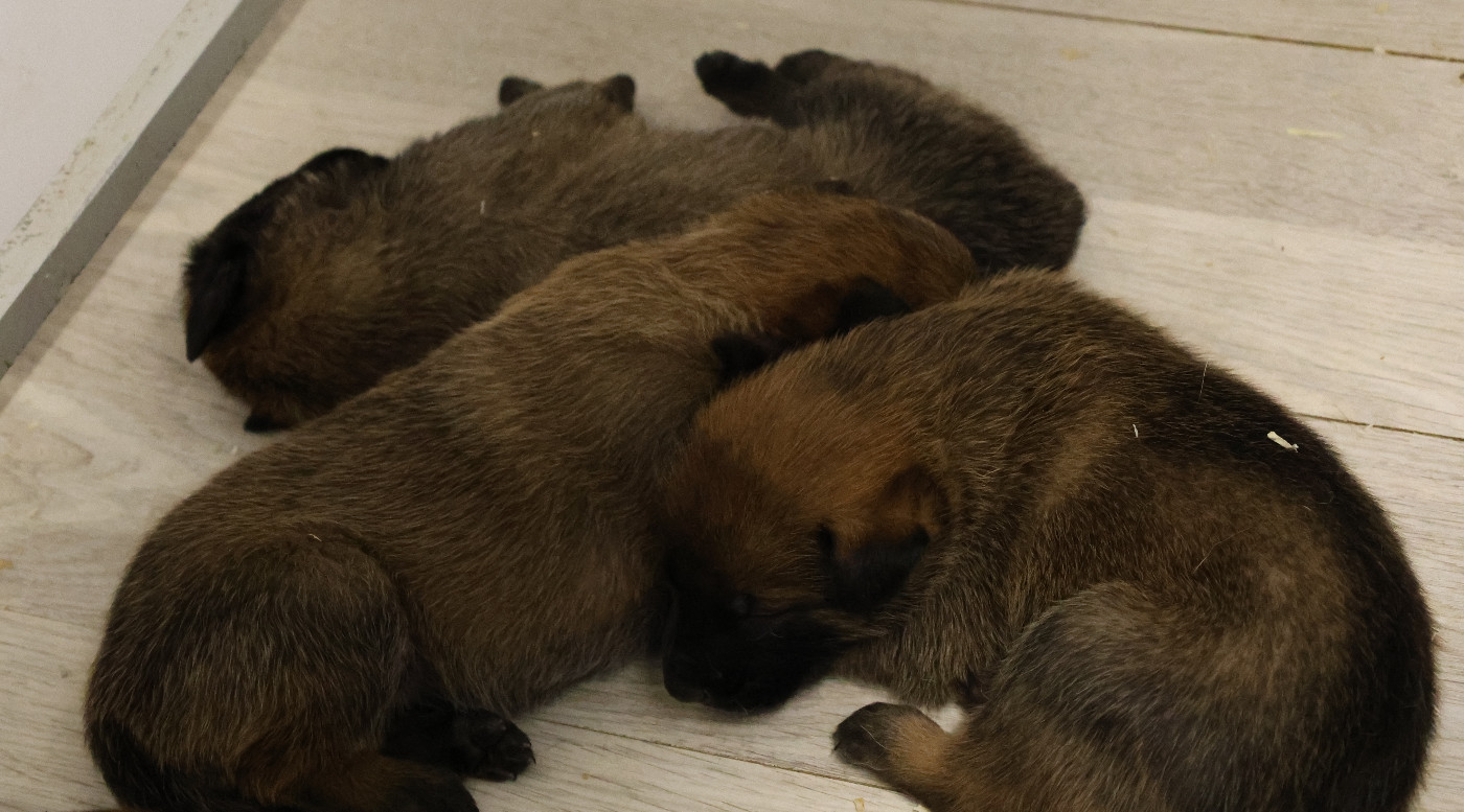 Du domaine saint loup - Chiots disponibles - Berger Belge