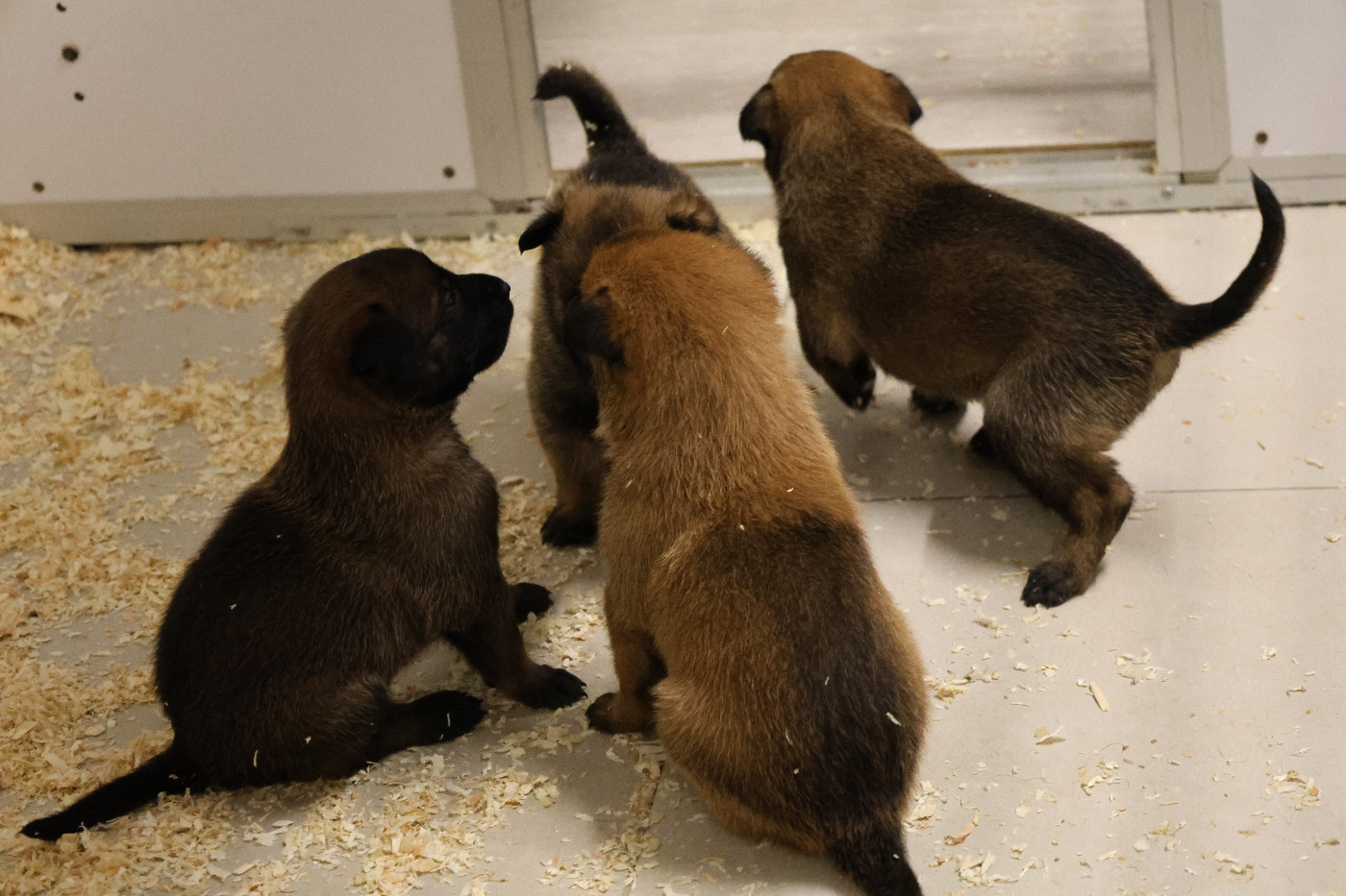 Du domaine saint loup - Chiots disponibles - Berger Belge