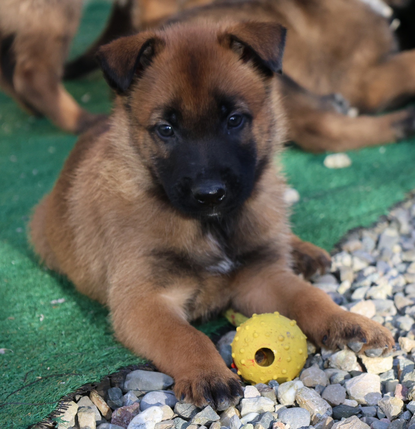 Du domaine saint loup - Chiots disponibles - Berger Belge