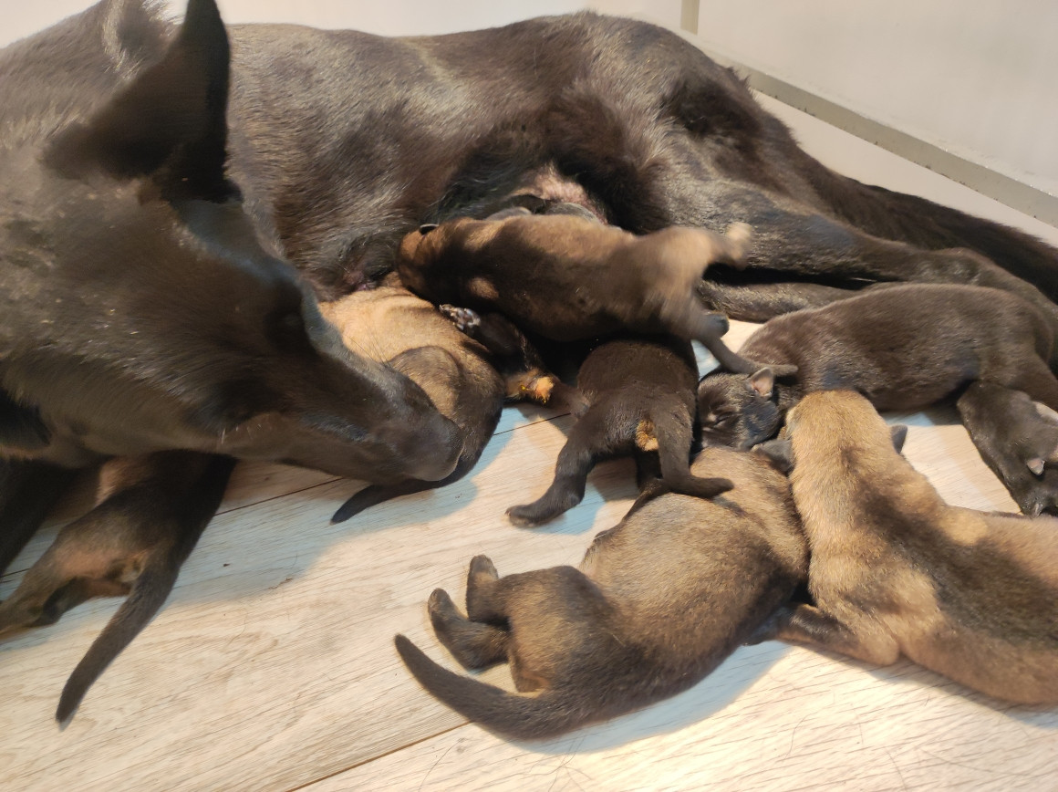 Du domaine saint loup - Chiots disponibles - Berger Allemand