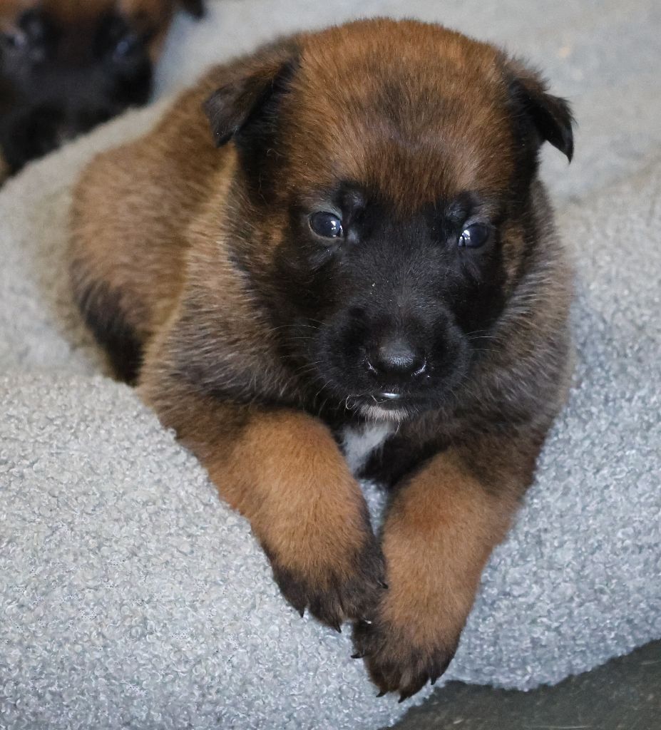 Du domaine saint loup - Chiots disponibles - Berger Belge