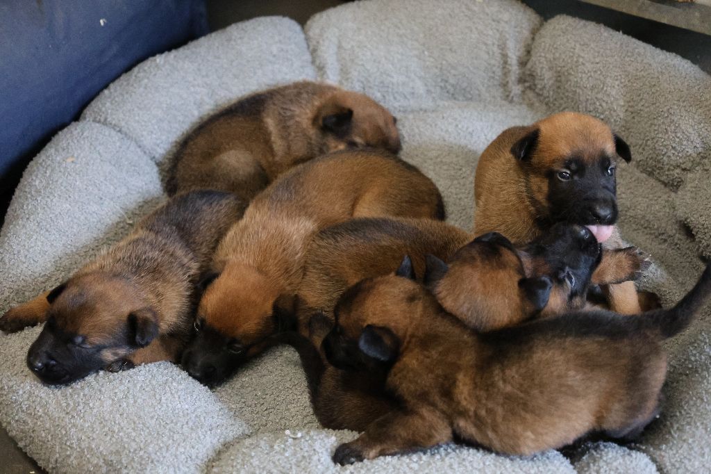 Du domaine saint loup - Chiots disponibles - Berger Belge