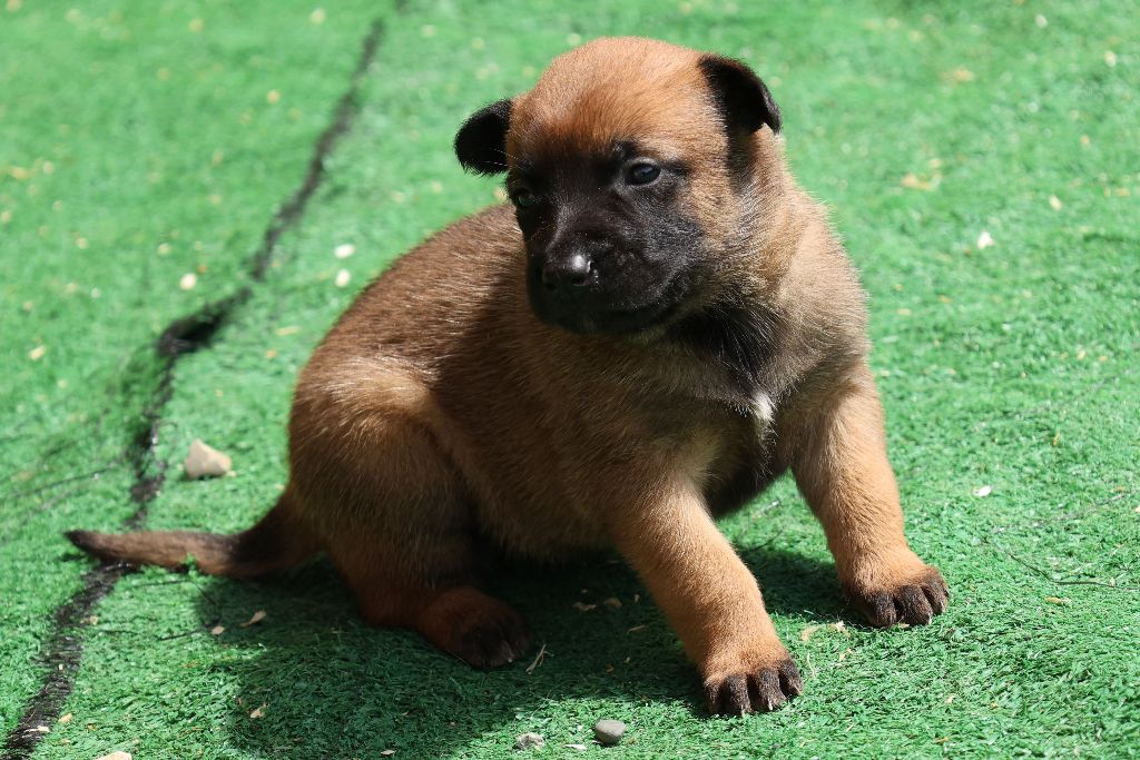 Du domaine saint loup - Chiots disponibles - Berger Belge