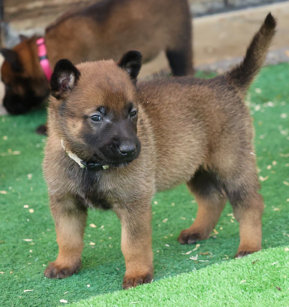 Du domaine saint loup - Chiots disponibles - Berger Belge