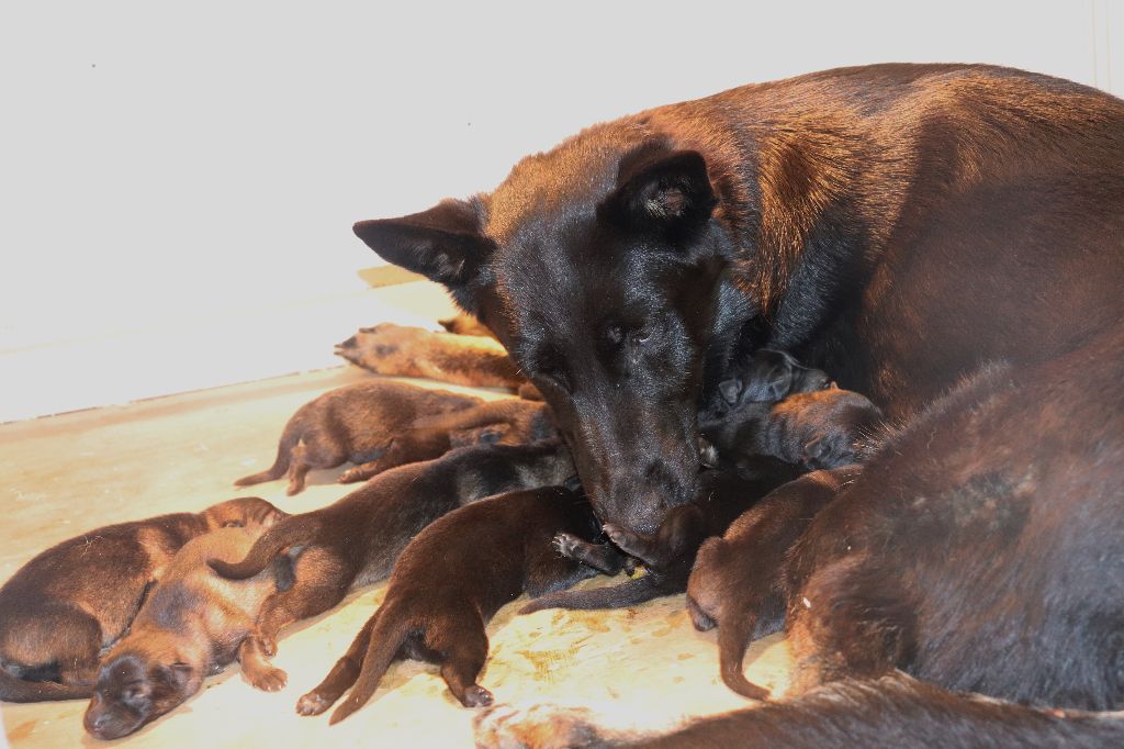 Chiot Berger Allemand Du domaine saint loup