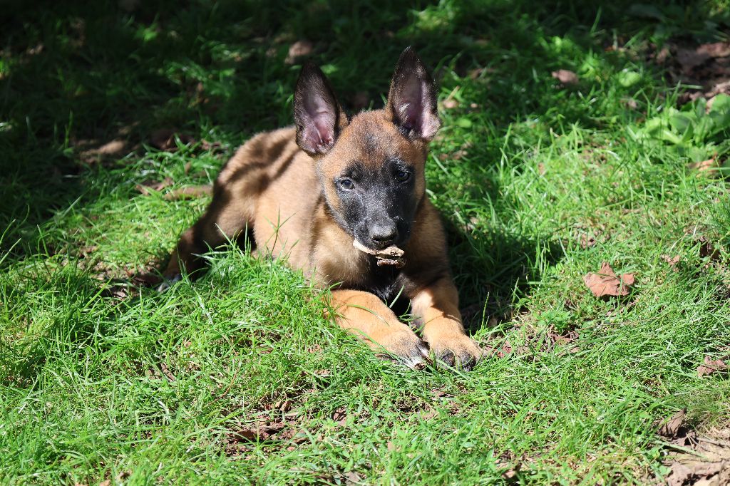 Du domaine saint loup - Chiots disponibles - Berger Belge