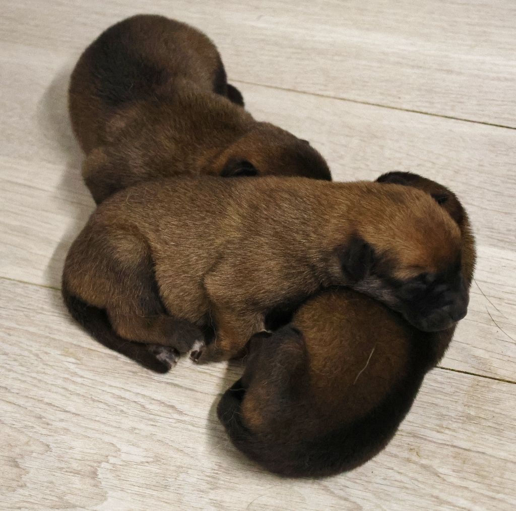 Du domaine saint loup - Chiots disponibles - Berger Belge