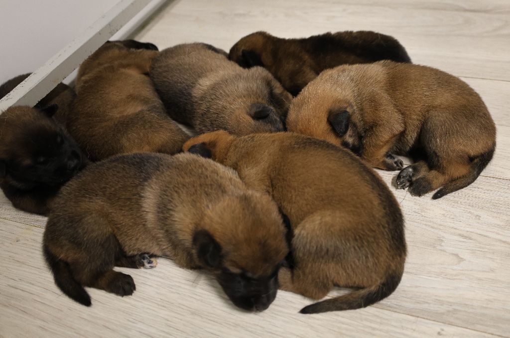 Du domaine saint loup - Chiots disponibles - Berger Belge