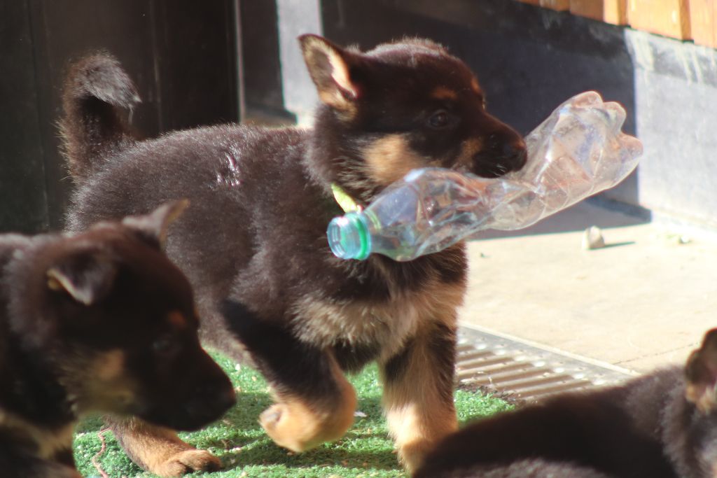 Du domaine saint loup - Chiots disponibles - Berger Allemand