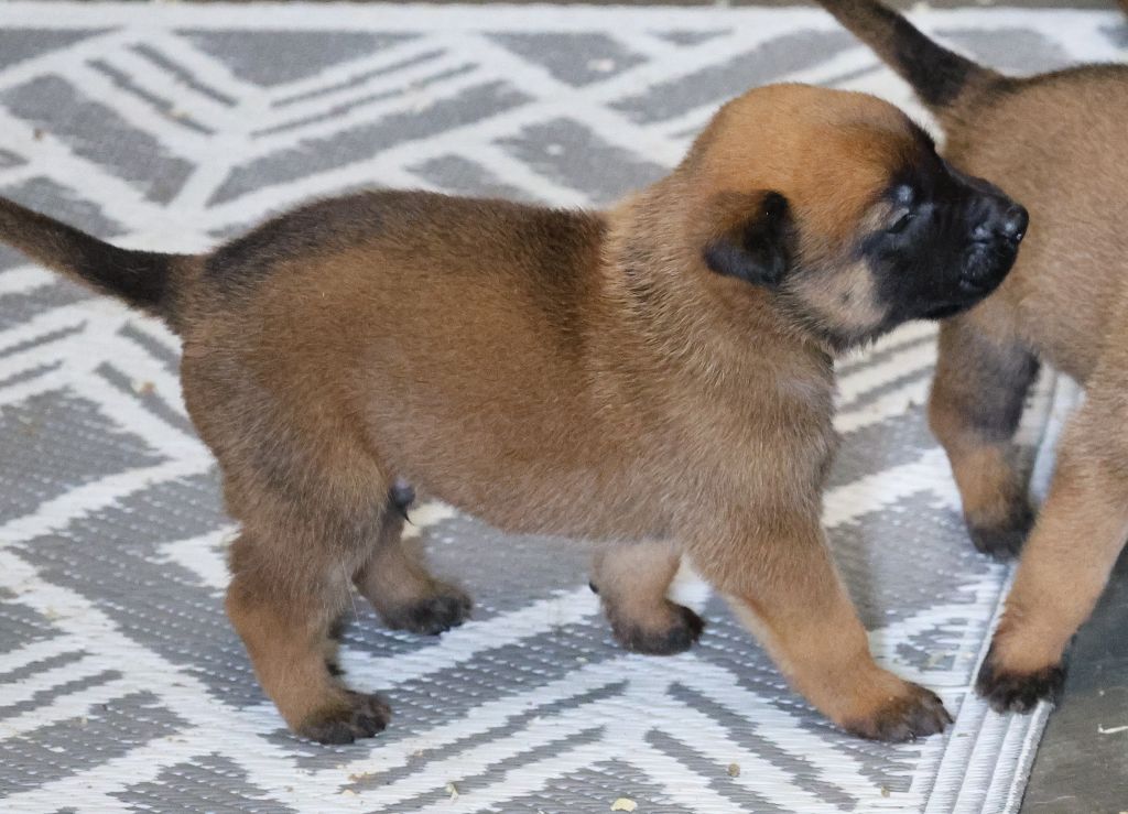 Du domaine saint loup - Chiots disponibles - Berger Belge