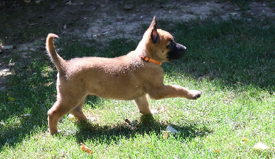 AURIA