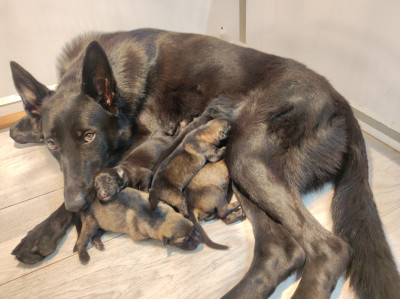BAGHEERA