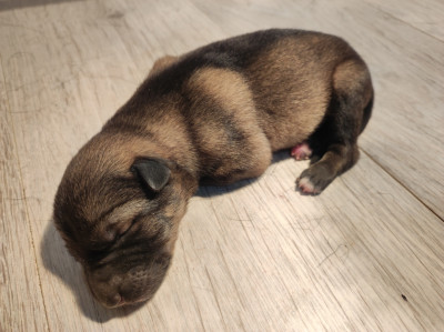 CHIOT