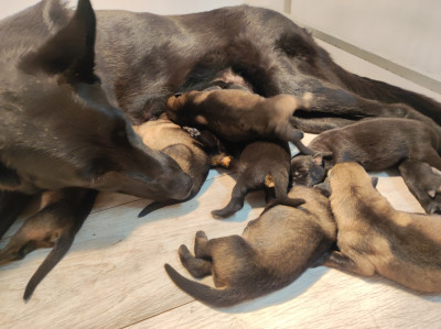 CHIOT 8