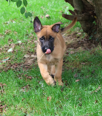 AMIGO