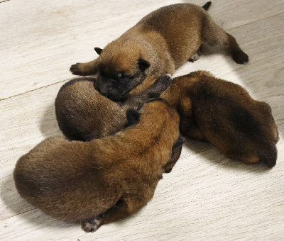 CHIOT