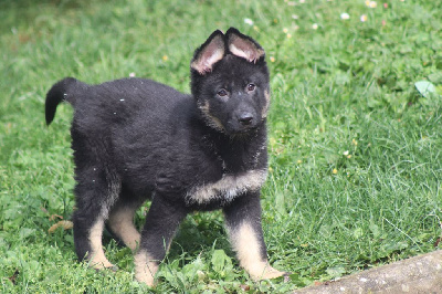 T'ARES