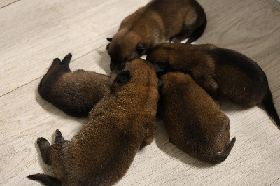 CHIOT