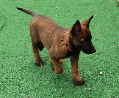 ATHENA