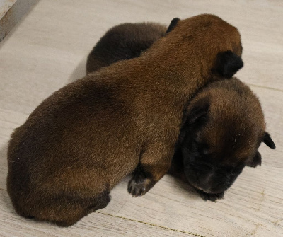 CHIOT