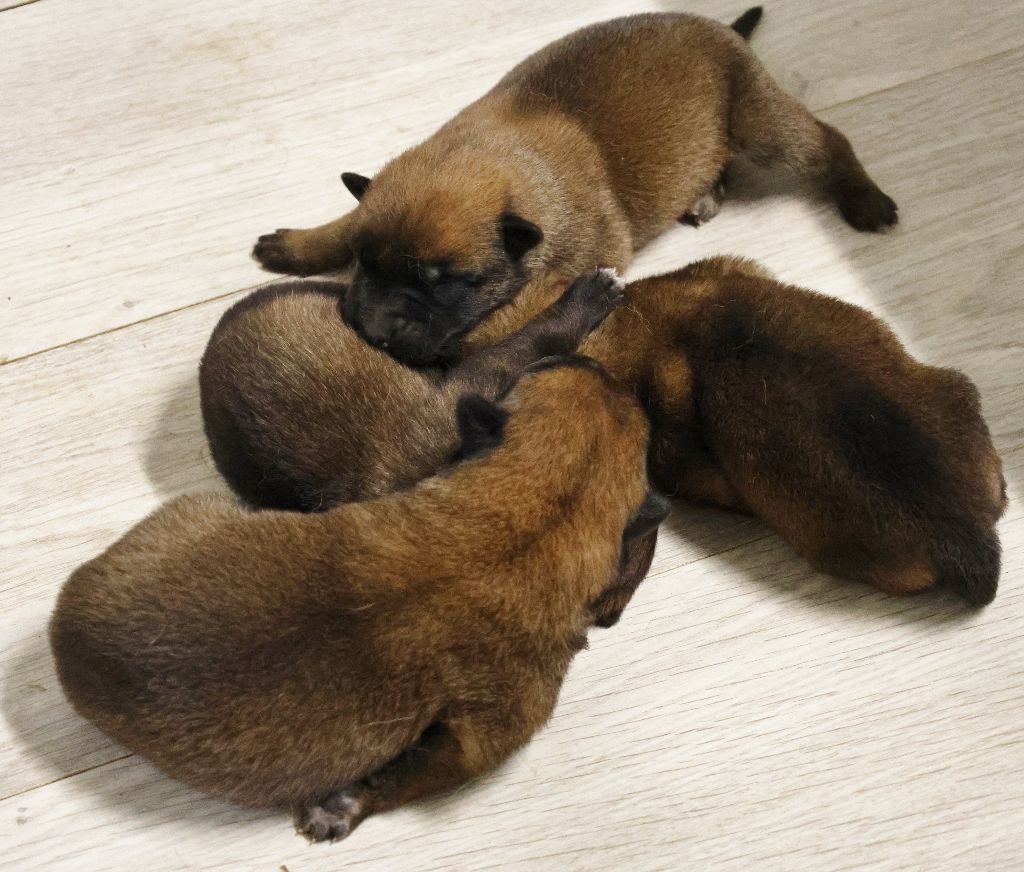 Du domaine saint loup - Chiots disponibles - Berger Belge